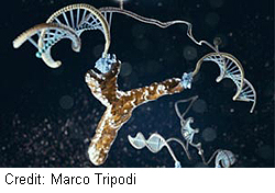Montreal-DNA-nanokone-250-t.jpg