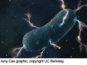 Yale-BERKELEY-bacteria-crop-300-t.jpg