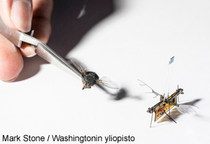 Washington-lentava-hyonteis-robotti-300-t.jpg