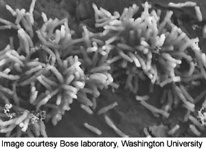Washington-sahkoa-syovia-mikrobeja-300-t.jpg