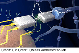 UMA-proteiini-nanolanka-memristorit-275-t.jpg