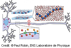 UCR-CNRS-keinotekoiset-ioniset-neuronit-250-t.jpg