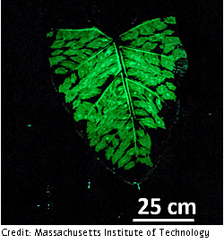 MIT-Glowing-Plants-03-press-250-t.jpg