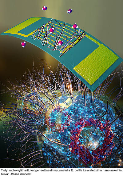 Amherst-el-nena-mikrobien-nanolangoista-400-t.jpg