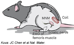 Rice-magnetosahkoinen-materiaali-stimuloi-hermokudosta-hiiri-250-t.jpg